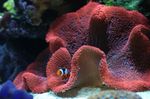 Foto Aquarium Teppich Anemone (Stichodactyla haddoni), rot