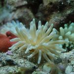 Pink-Tipped Anemone Photo and care