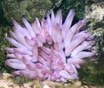 Photo Aquarium Pink-Tipped Anemone (Condylactis passiflora), purple