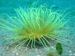foto Aquarium Buisanemoon anemonen (Cerianthus), grijs