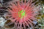 Tube Anemone Photo and care