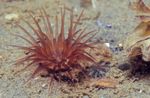 foto Aquarium Buisanemoon anemonen (Cerianthus), lichtblauw