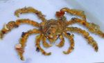Decorator Crab, Camposcia Decorator Crab, Păianjen Decorator Crab