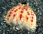 Bilde Akvarium Calappa krabber, brun