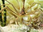 Flèche Crabe, Araignée De Mer Des Caraïbes, Des Caraïbes Fantôme Crabe