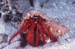 Hvít-Spotted Hermit Crab