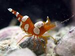 Foto Aquarium Hohlkreuzgarnele (Sexy Anemone Shrimp), braun