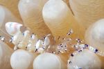 Foto Aquarium Venus Anemone Shrimp garnele (Anclyomenes venustus), bunt