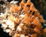 Foto Akvaarium Bispira Sp. fänn usse, punane