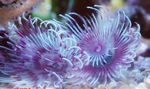 Photo Aquarium Bispira Sp. fan worms, purple