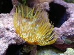 foto Aquarium Giant Fanworm ventilator wormen (Sabellastarte magnifica), geel