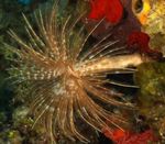 Фото Акваріум Сабеластарта Магніфіка морські черв'яки (Sabellastarte magnifica), коричневий