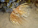  Feather Duster Worm (Indian Tubeworm)  Photo