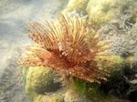 Feather Duster Worm (Indian Tubeworm) Photo and care