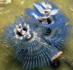 Foto Aquarium Weihnachtsbaum-Wurm fan würmer (Spirobranchus sp.), blau