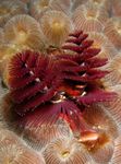 Foto Aquarium Weihnachtsbaum-Wurm fan würmer (Spirobranchus sp.), rot