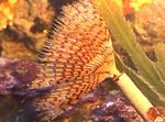 Foto Aquarium Wreathytuft Röhrenwurm fan würmer (Spirographis sp.), gelb