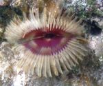 Photo Aquarium Split-Crown Feather Duster fan worms (Anamobaea orstedii), green