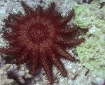 Nuotrauka Akvariumas Karūna Erškėčių jūros žvaigždės (Acanthaster planci), raudonas