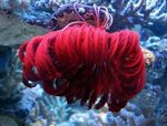 foto Aquarium Crinoid, Veer Ster comanthina (Comanthina), rood