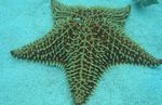 Foto Aquarium Reticulate Seestern, Caribbean Kissen Sterne (Oreaster reticulatus), grau