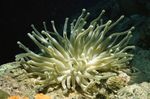 foto Aquarium Atlantische Anemoon anemonen (Condylactis gigantea), roze