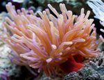 foto Aquarium Atlantische Anemoon anemonen (Condylactis gigantea), gevlekt