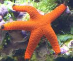 Foto Akvarij Crvena Zvjezdača morske zvijezde (Fromia), crvena