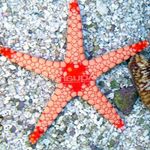 Foto Akvarij Crvena Zvjezdača morske zvijezde (Fromia), braon