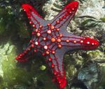 Crvena Tipka Sea Star (Crvena Zvijezda Kralježnice, Grimizna Gumb Zvijezda Riba)