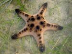 Gwiazdki Czekoladowe Morze (Rogaty Sea Star)