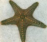 Foto Aquarium Choc Chip (Drehknopf) Sea Star seesterne (Pentaceraster sp.), grau