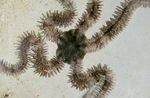 Foto Akvarij Krhki Sea Star morske zvijezde (Ophiocoma), svijetloplava