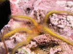 Foto Aquarium Schwamm Schlangenseestern (Ophiothrix), gelb