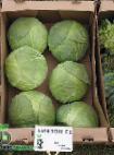 Photo Cabbage grade Amazon F1