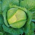 Photo Cabbage grade Skor F1