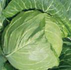 Photo Cabbage grade Forsazh F1
