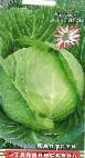 Photo Cabbage grade Tajjninskaya