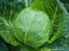 Photo Cabbage grade Legat F1