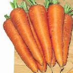 Photo une carotte l'espèce Karson F1