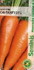 Photo une carotte l'espèce Santa Kruz F1