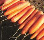 foto La carota la cultivar Bolero F1