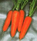 foto La carota la cultivar Kuroda Shantaneh
