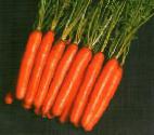 Foto Zanahoria variedad Nantes 2 Tito
