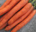 Photo une carotte l'espèce Nanko F1 