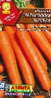 foto La carota la cultivar Malyshkina trapeza