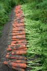 kuva Porkkana laji Niland F1