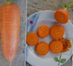 kuva Porkkana laji Gerkules F1