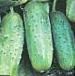 Photo Cucumbers grade Oktopus F1