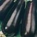 Photo Eggplant grade Maksik F1